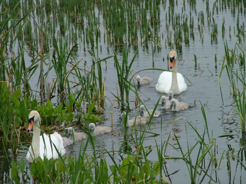 Swans on holy Island