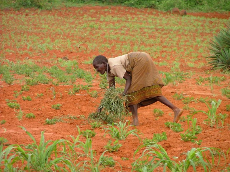 Cultivating the land