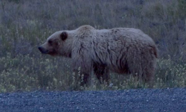 Grizzly Bear