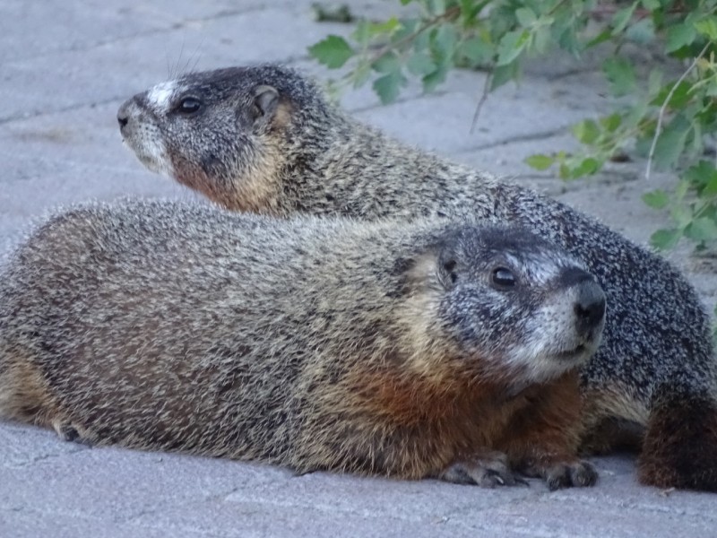 Yellow Bellied Marmot