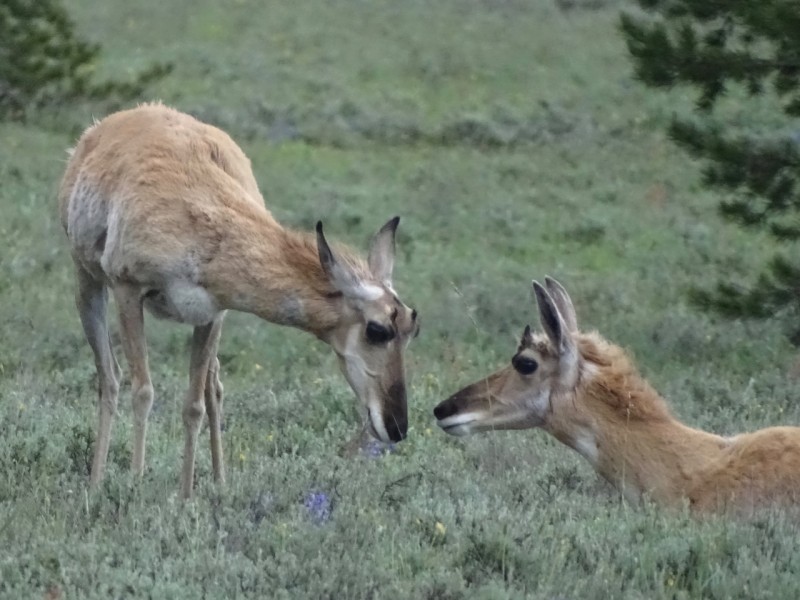 Pronghorn