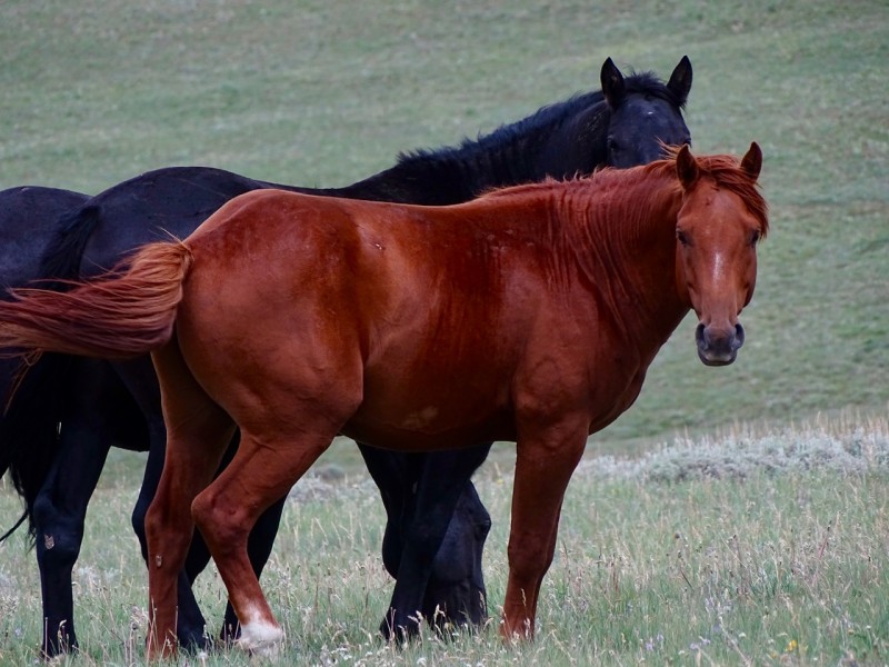 Wild Horses