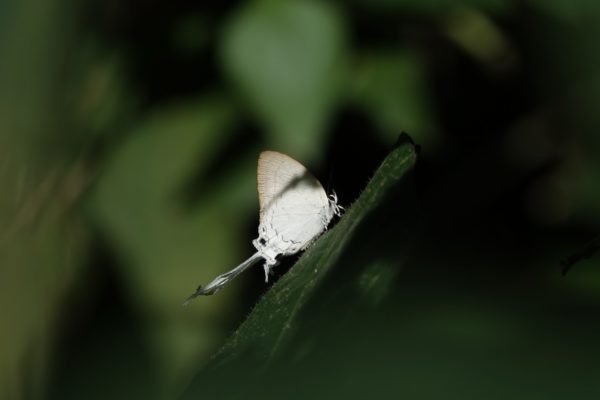 Thailand - Common Imperial (Cheritra freja)